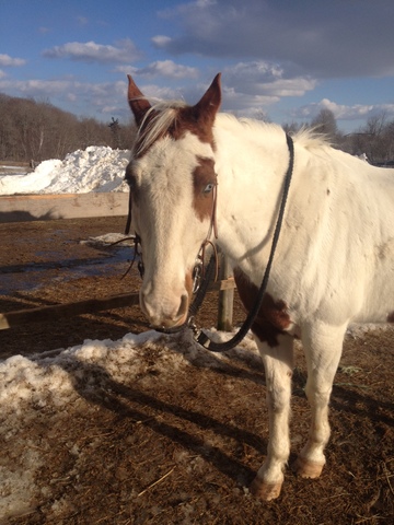 Compré mi primer caballo.