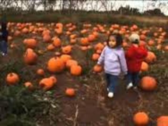 10 little pumpkins aired