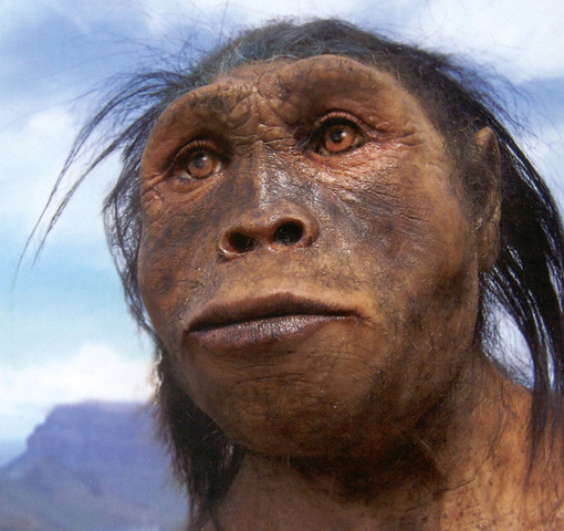 homo habilis