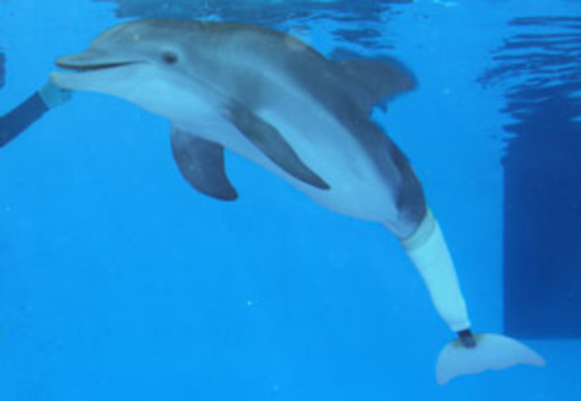 Animals and Prosthetic Devices- 2005