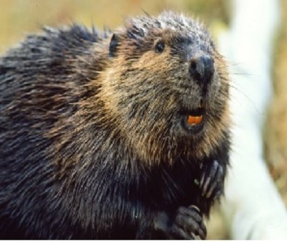 Beaver: Symbol of Canada