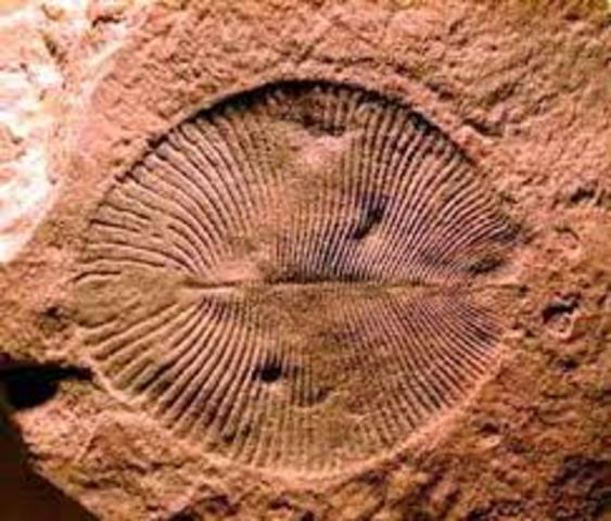 Primeros animales marinos pluricelulares carentes de esqueleto