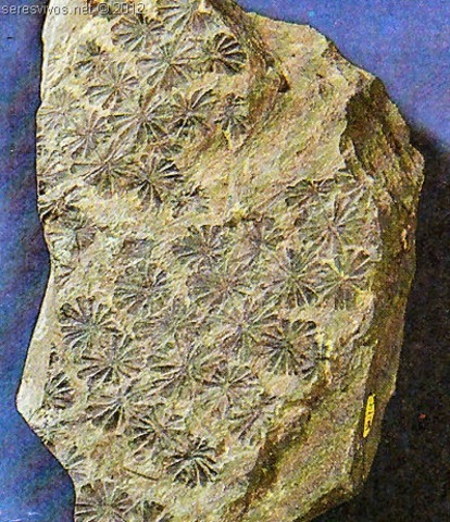 Primeras plantas terrestres