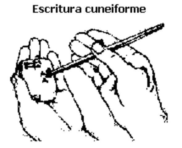 cuneiforme