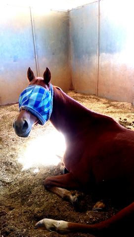 Introduced to Horeses