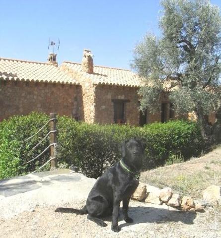 Muere frijol (perro) :(