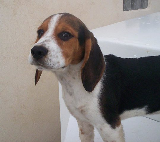 Nuevo perro :) (paquita)