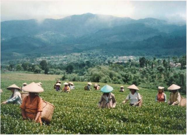 Sumatra and Indonesia became cultivator and exporters of tea