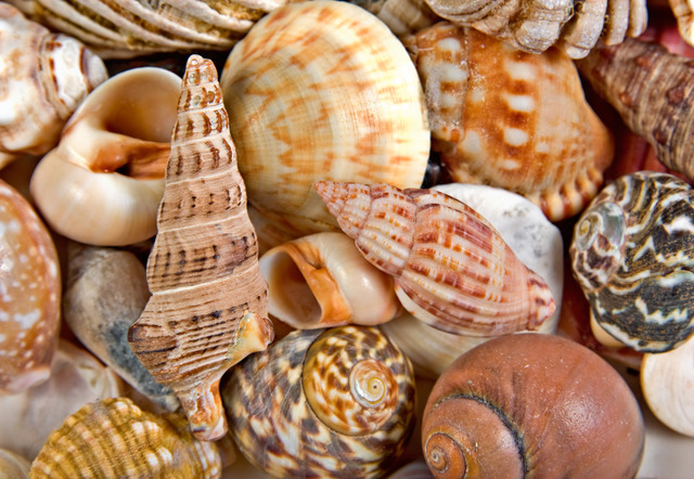 "Seashell Game" is published
