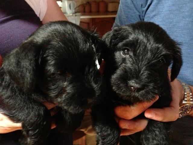 Chester and Rose were born