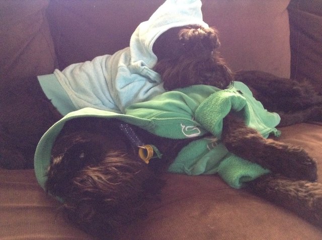 Dressing up the puppies