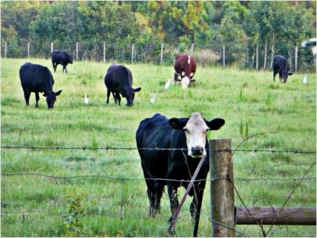 Agricultural Land Use