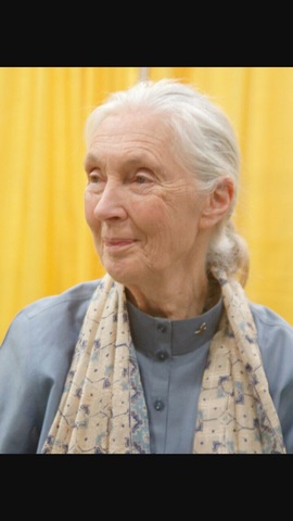 Valerie Jane Morris Goodall, DBE, Ph.D.(Londres, 3 de abril de 1934)