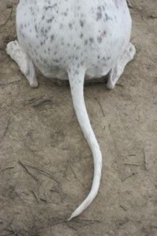 Mad Dog tells his tale (pg. 93)