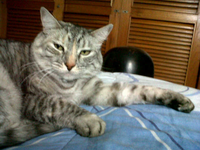 Mi primer gato "Pucca"