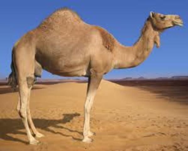 Camels in West Africa