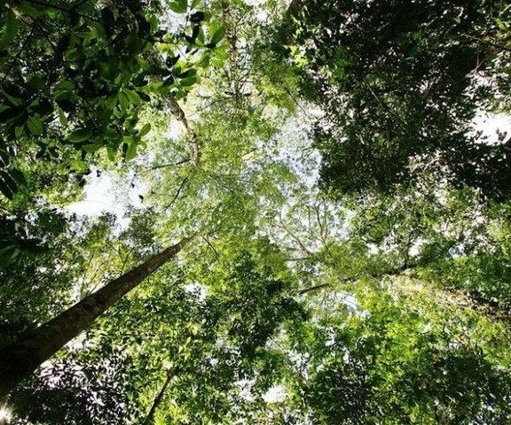 Ley Forestal 7575 de 1996