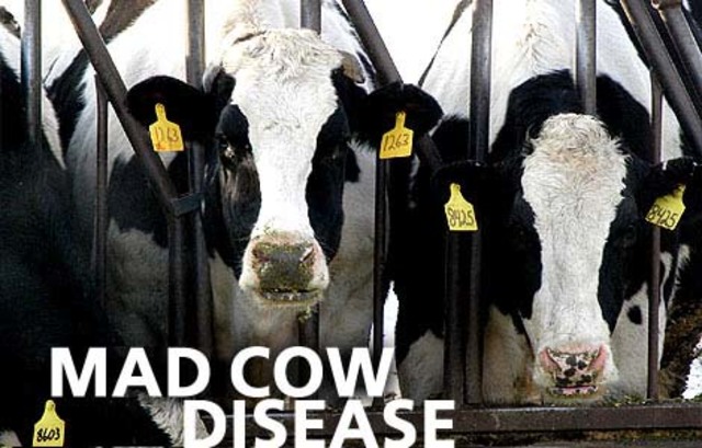 Mad Cow DIsease Scare