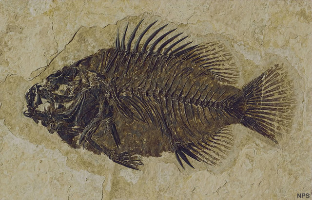Oldest fossils