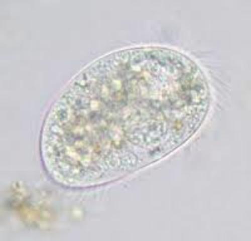 First Single-Celled Organisms