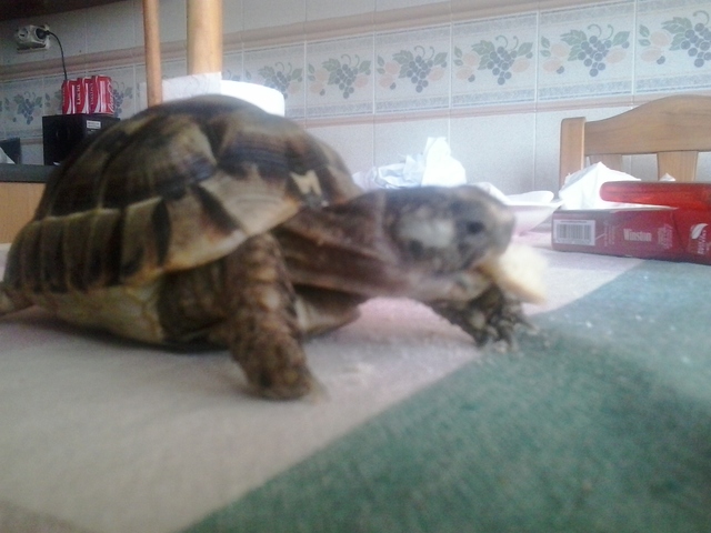 ¡WAS BORN MY FAVORITE TURTLE GUILLECITA!