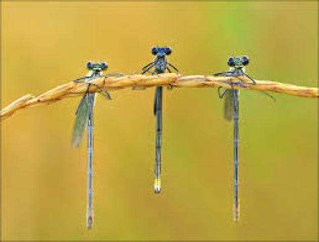 Summer Of Dragonflies
