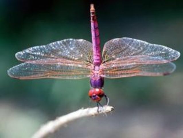 Dragonflies