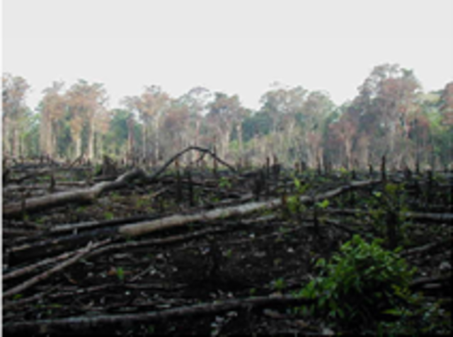 Deforestacion