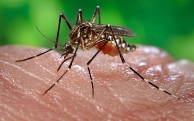 Avanza el virus Chikunguña