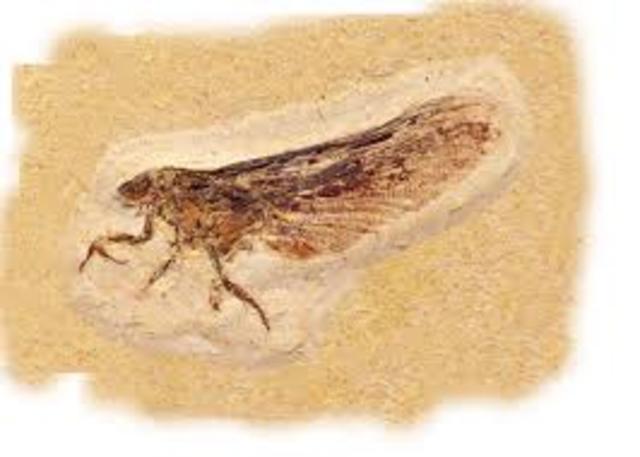 Primeros insectos, los pioneros en la colonización del medio terrestre