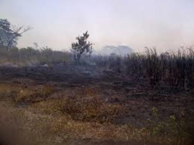 Bush Fire