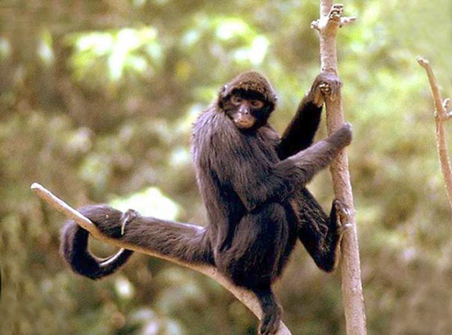 Primeros primates con mano prensil.