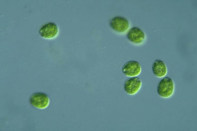 Primeras células eucariotas