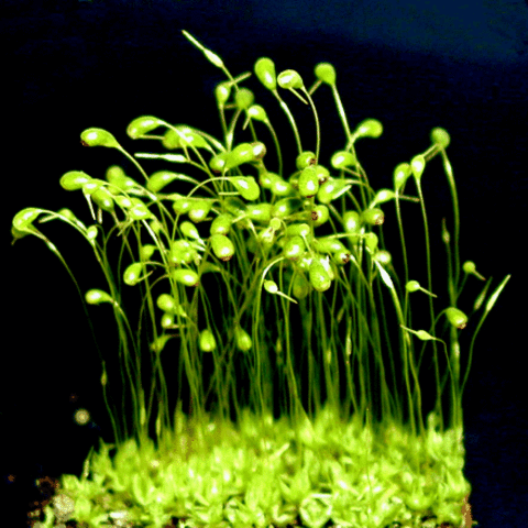 Primeras plantas terrestres.