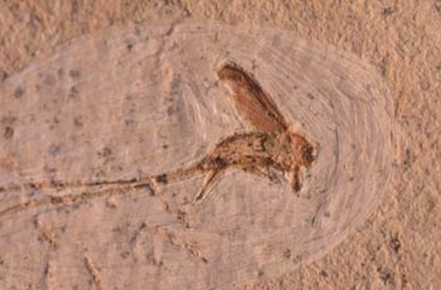 Primeros insectos, los pioneros en la colonización del medio terrestre.