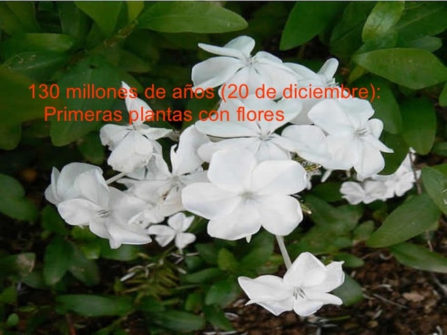 Primeras plantas con flores