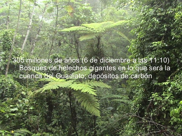 Bosques de Helechos