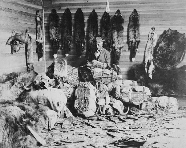 Large portion of European settlers involved in fur trade