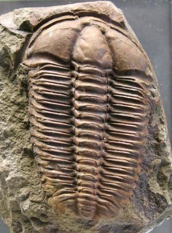 Primeros animales marinos pluricelulares carentes de esqueleto.