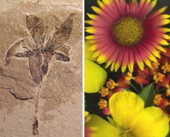 Primeras plantas con flores.