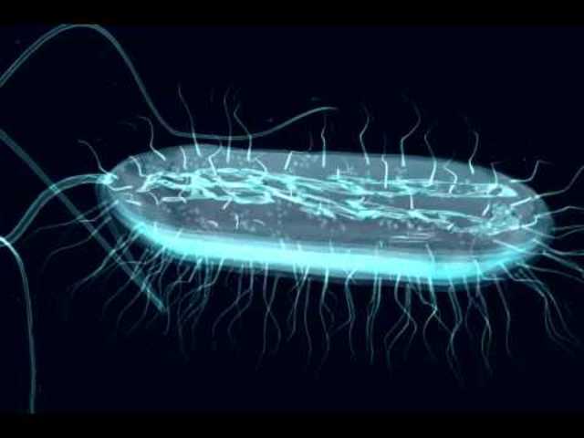 Primeros microfósiles de células procariotas (cianobacterias) constructoras de estromatolitos