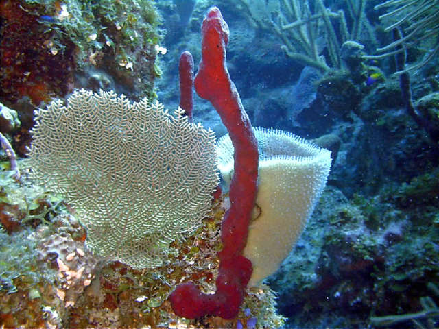 Primeros animales marinos pluricelulares carentes de esqueleto