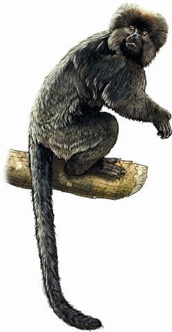 Primeros primates con mano prensil