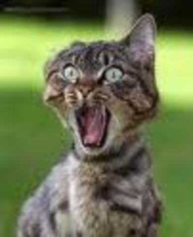 rising action 1- conflict the white lady, flapjack and the honey jar