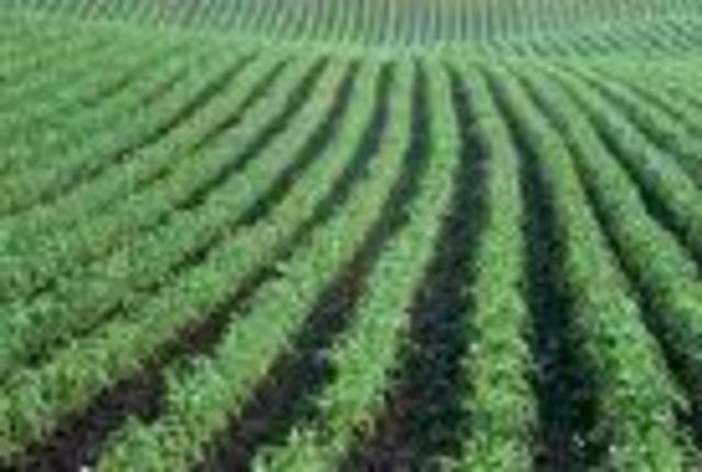 rising action 4- the cheat in the garden