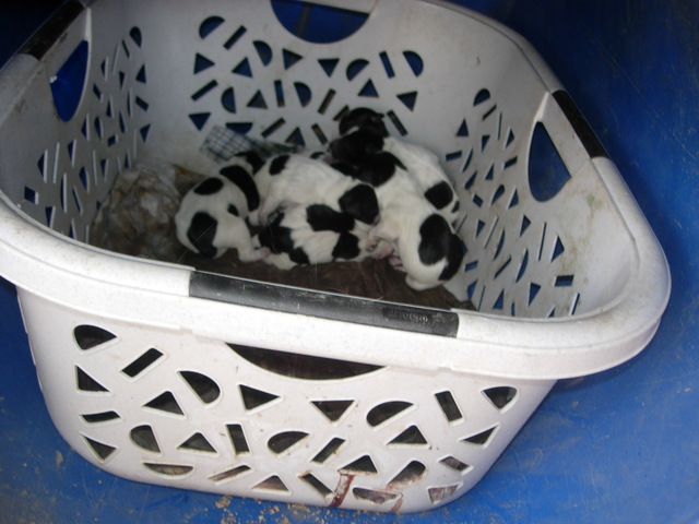 Neixen les cries de gos!