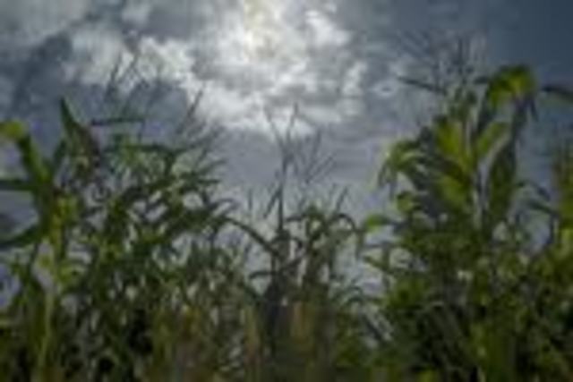 climax- the truth comes out