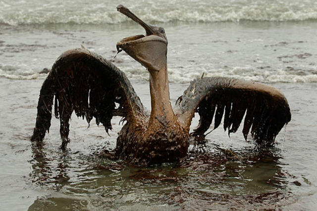 Gulf Oil Spill