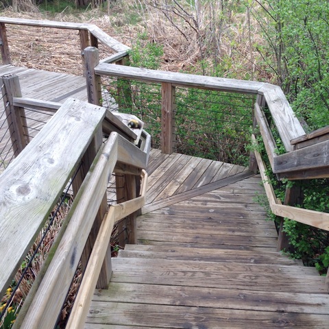 See the bee by the railing?