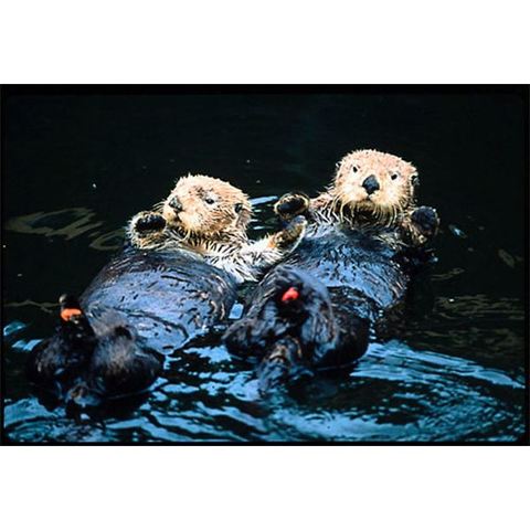 National Environmental Policy Act